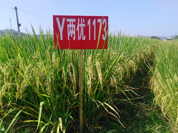 龙粳3040水稻新品种图片